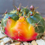Gymnocalycium Damsii Variegated - Image 2
