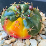 Gymnocalycium Damsii Variegated