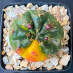 Gymnocalycium Damsii Variegated - Image 3