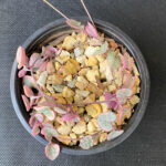 Ceropegia woodii 'Variegated String of Hearts' - Image 3