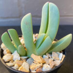 Cheiridopsis denticulata 'Lobster Claws'