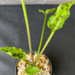 Drimiopsis maculata 'Leopard's Ears'