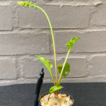 Drimiopsis maculata 'Leopard's Ears' - Image 3