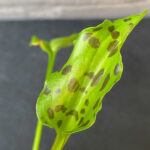 Drimiopsis maculata 'Leopard's Ears' - Image 2