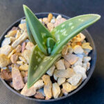 Gonialoe variegata ‘Tiger Aloe’ ‘Kanniedood’