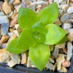 Haworthia cymbiformis 'Cathedral Window'