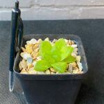 Haworthia cymbiformis 'Cathedral Window' - Image 2