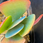 Kalanchoe thyrsiflora 'Flapjacks' - Image 4