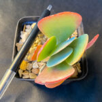 Kalanchoe thyrsiflora 'Flapjacks' - Image 2