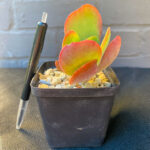 Kalanchoe thyrsiflora 'Flapjacks' - Image 3