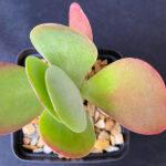 Kalanchoe thyrsiflora 'Flapjacks'