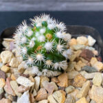 Mammillaria gracilis cv. Arizona Snowcap
