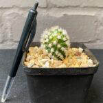 Mammillaria gracilis cv. Arizona Snowcap - Image 2