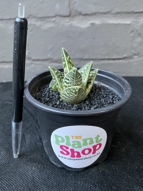 Gonialoe variegata ‘Tiger Aloe’ ‘Kanniedood’ - Image 4