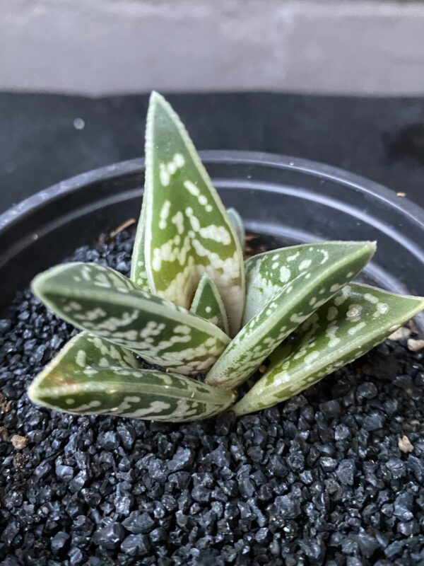 Gonialoe variegata ‘Tiger Aloe’ ‘Kanniedood’ - Image 3