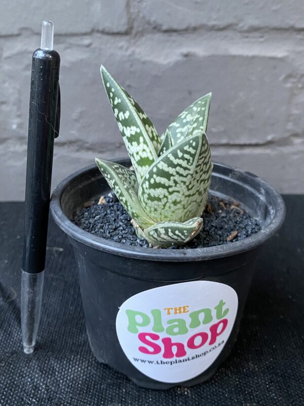 Gonialoe variegata ‘Tiger Aloe’ ‘Kanniedood’ - Image 2