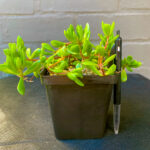 Crassula Compacta Nana - Image 2