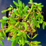 Crassula Compacta Nana