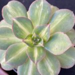 Aeonium 'Starburst' - Image 3
