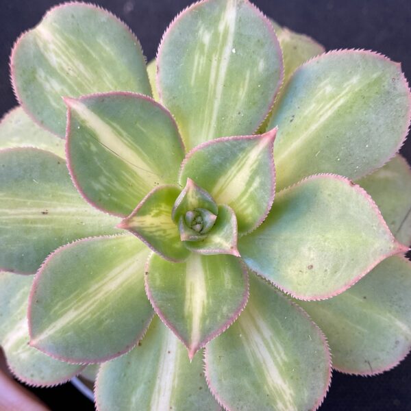 Aeonium 'Starburst' - Image 3