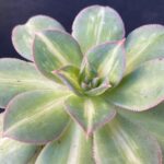 Aeonium 'Starburst'