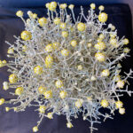 Leucophyta brownii - Image 2