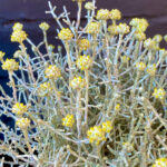 Leucophyta brownii - Image 3