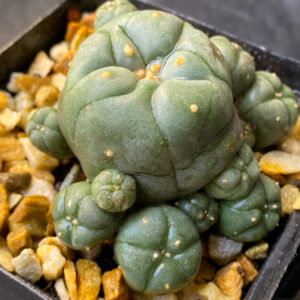 Peyote cactus (Lophophora williamsii) in a black square pot, showcasing its blue-green button-shaped stems and white tufts.