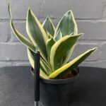 Sansevieria Black Gold Superba