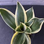 Sansevieria Black Gold Superba - Image 2
