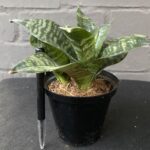 Sansevieria Zeylanica