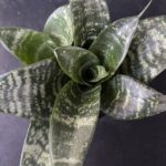 Sansevieria Zeylanica - Image 2