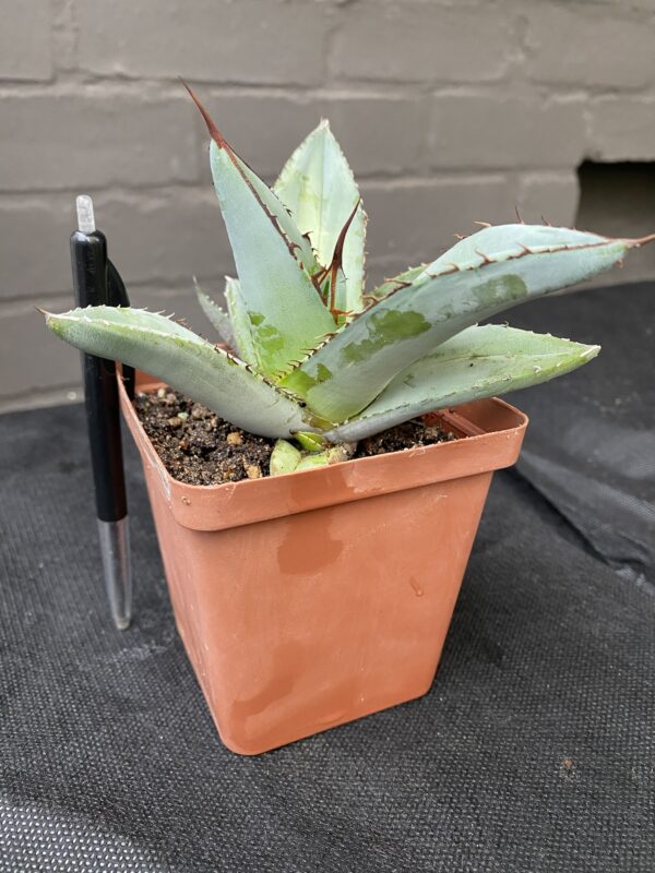 Agave titanota 'Black and Blue' (D55) - Image 2