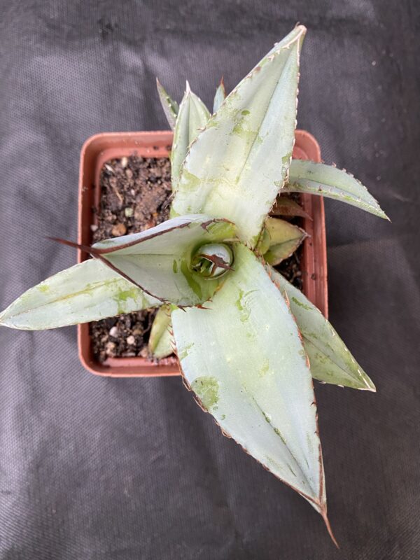 Agave titanota 'Black and Blue' (D55)