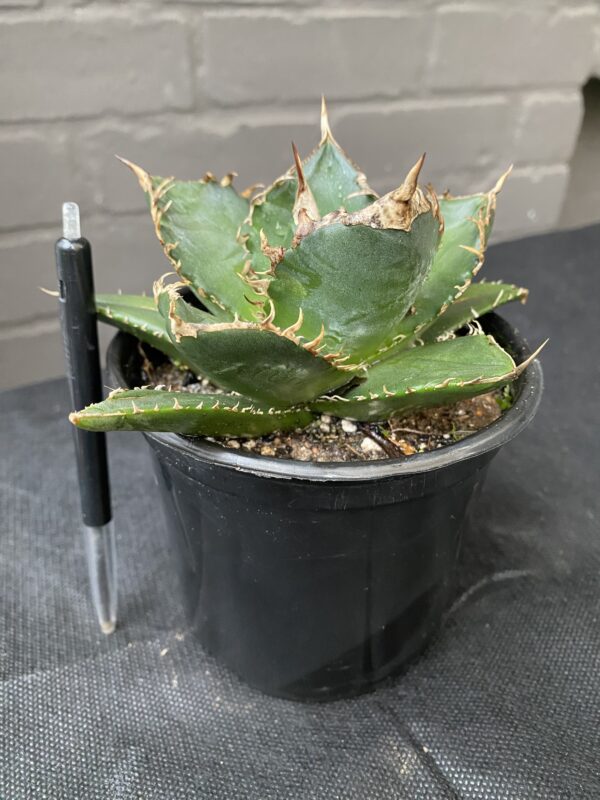 Agave titanota 'Sierra Mixteca' - Image 3
