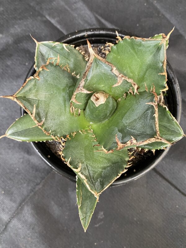 Agave titanota 'Sierra Mixteca' - Image 2