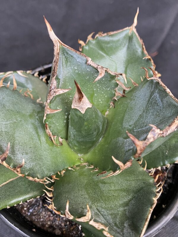 Agave titanota 'Sierra Mixteca'