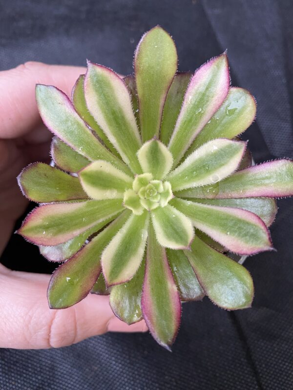 Aeonium 'Mardi Gras'