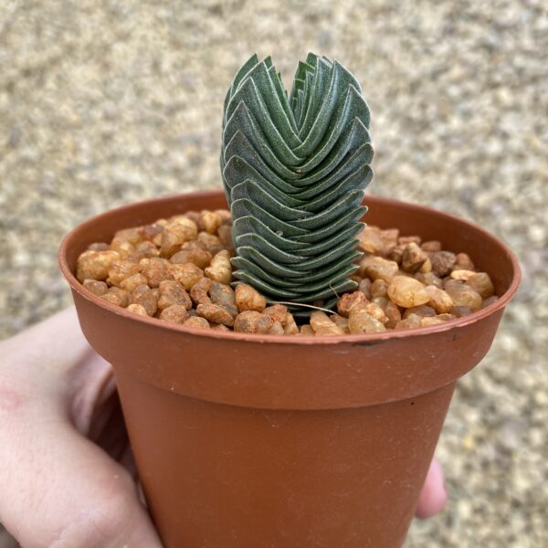 Crassula ‘Buddha’s Temple’