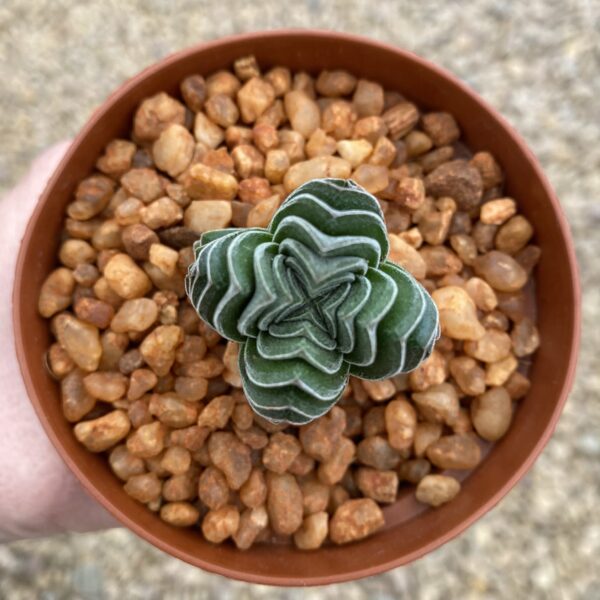 Crassula ‘Buddha’s Temple’ - Image 2