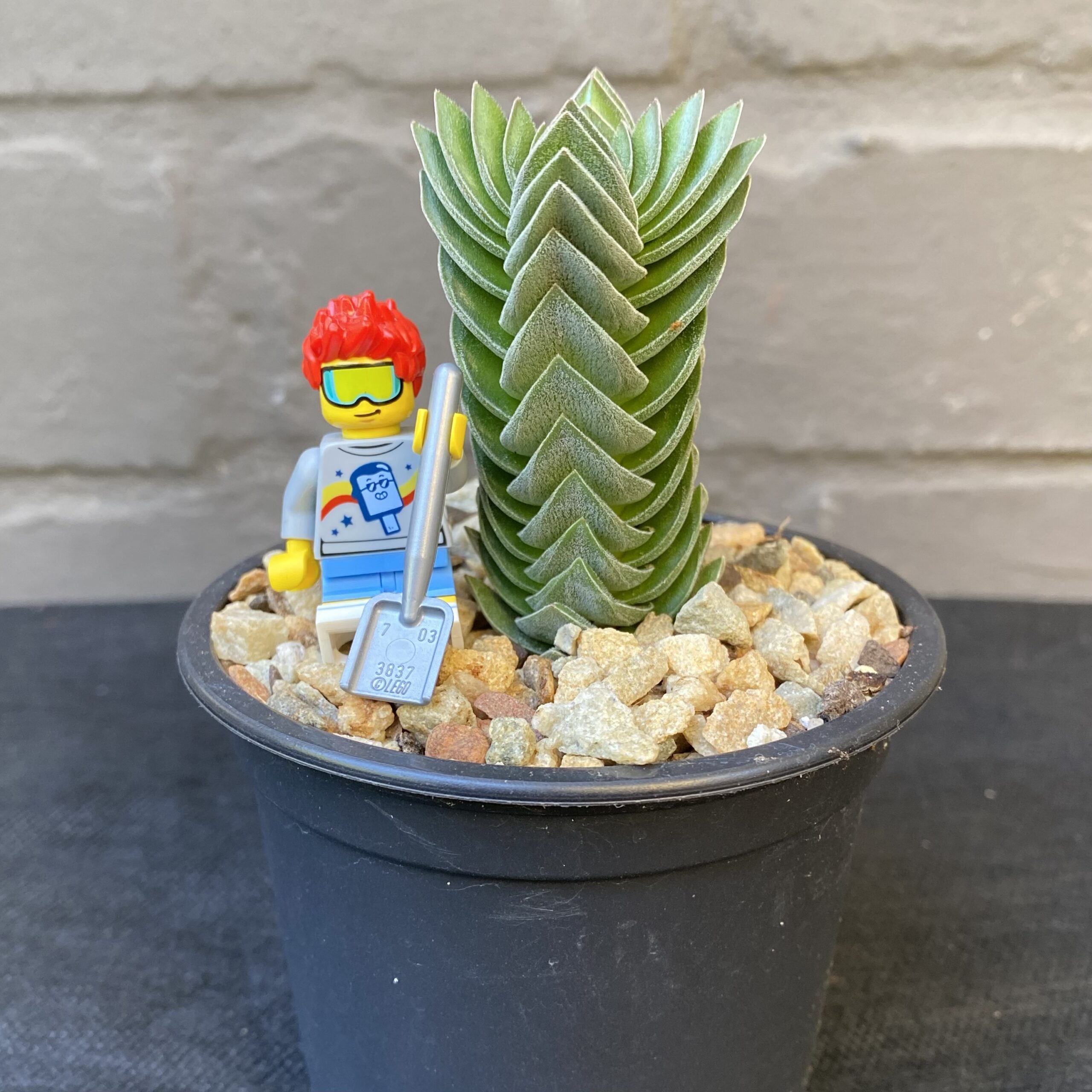 Crassula ‘Buddha’s Temple’ - Image 2