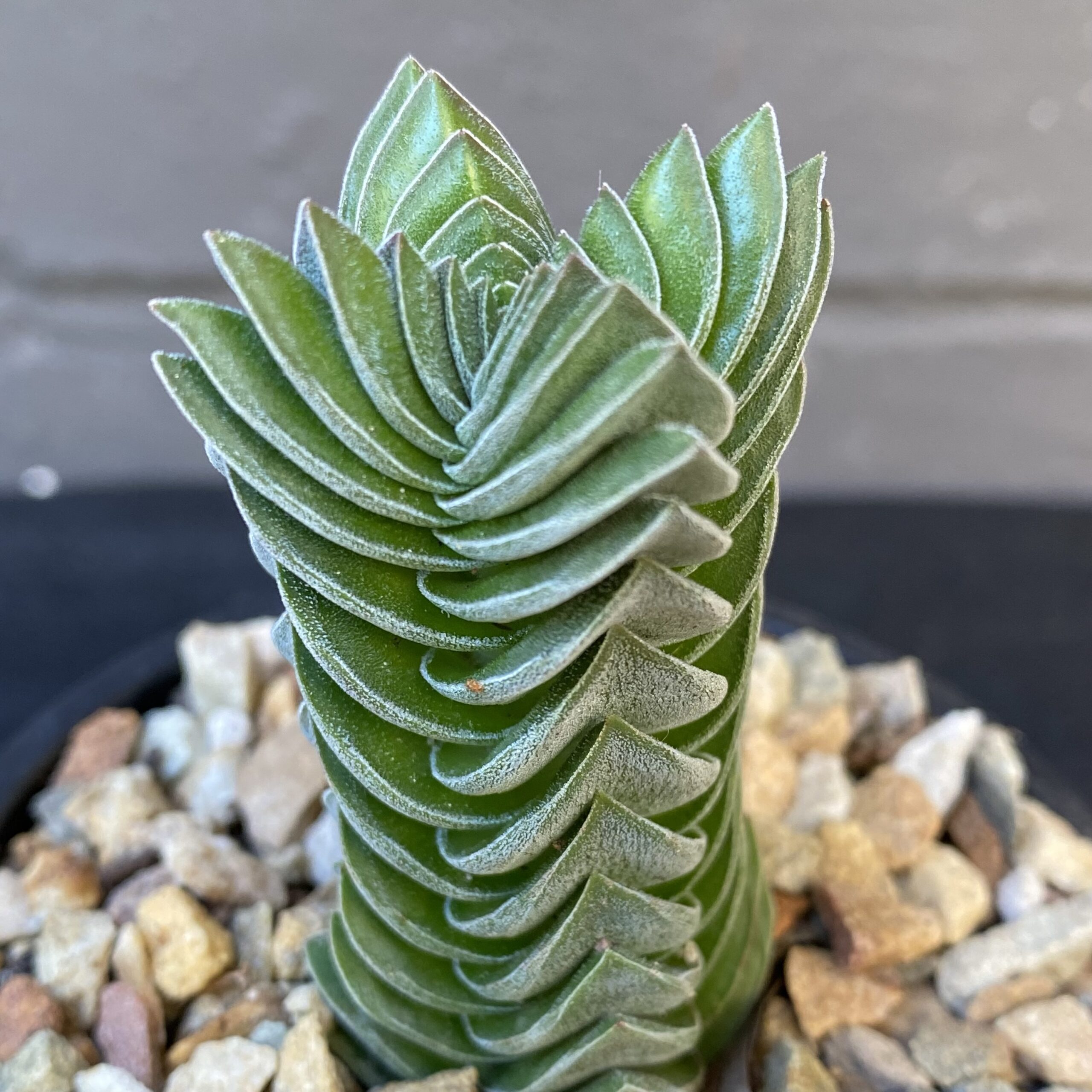 Crassula ‘Buddha’s Temple’
