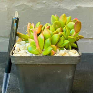 Anacampseros Sunrise succulent in a pot showing rosettes of pink and green leaves with white hairs.