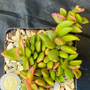 Anacampseros Sunrise succulent in a pot showing rosettes of pink and green leaves with white hairs.