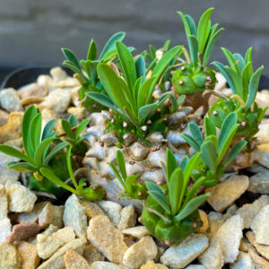 Euphorbia japonica dwarf succulent in a pot, showcasing its spherical form and textured caudex.