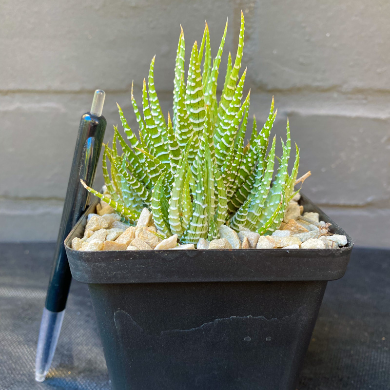 Haworthiopsis attenuata 'Lime'