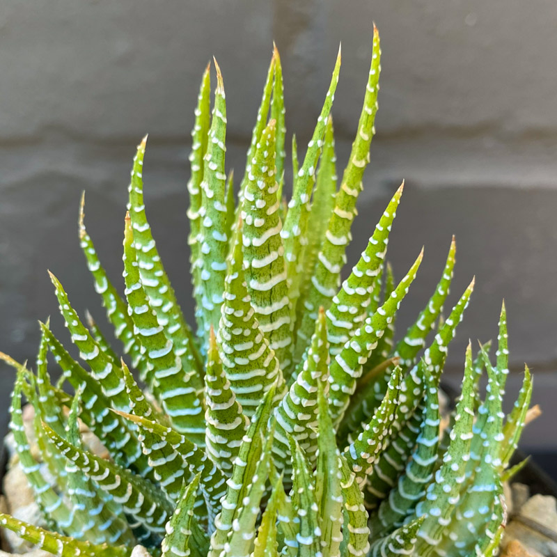 Haworthiopsis attenuata 'Lime' - Image 3