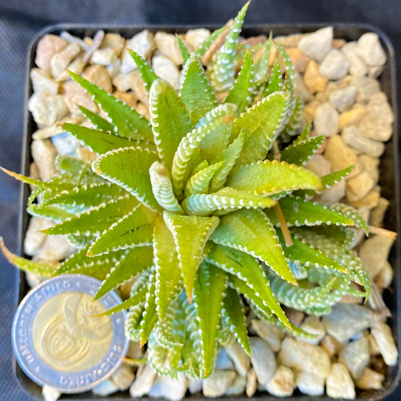 Haworthiopsis attenuata 'Lime' - Image 2