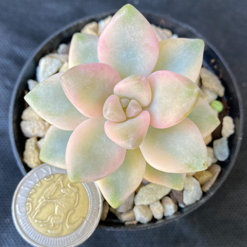 Graptoveria 'Apricot' - Image 2