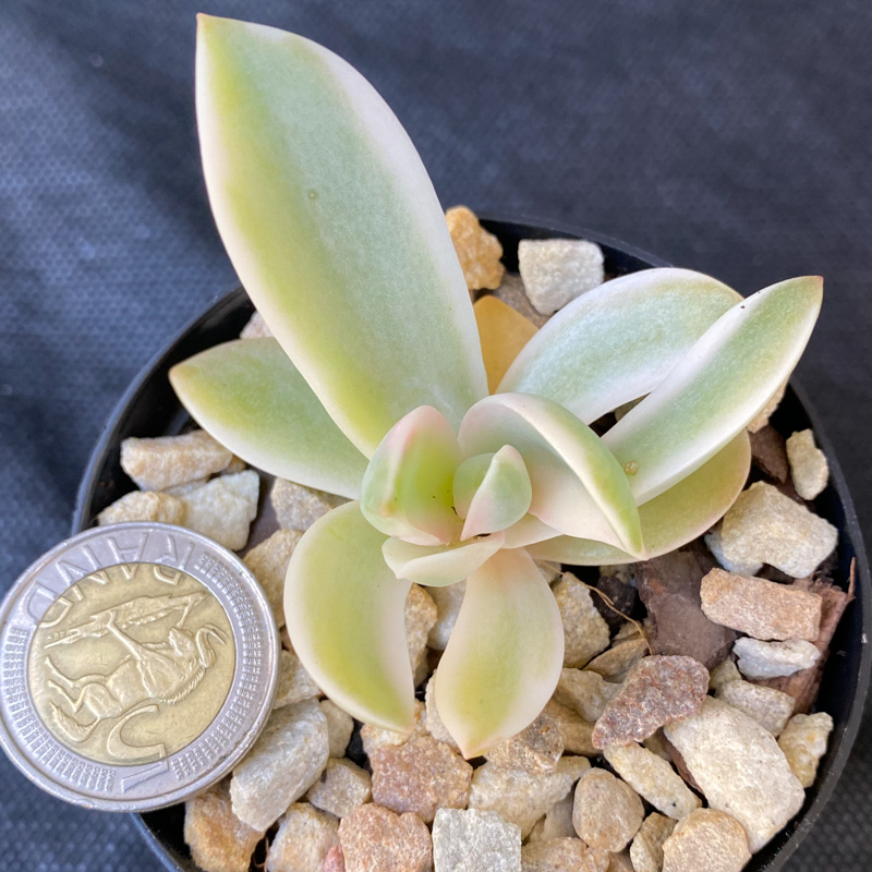 Graptoveria 'Fred Ives' variegated - Image 3